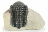Detailed Reedops Trilobite - Aatchana, Morocco #249809-1